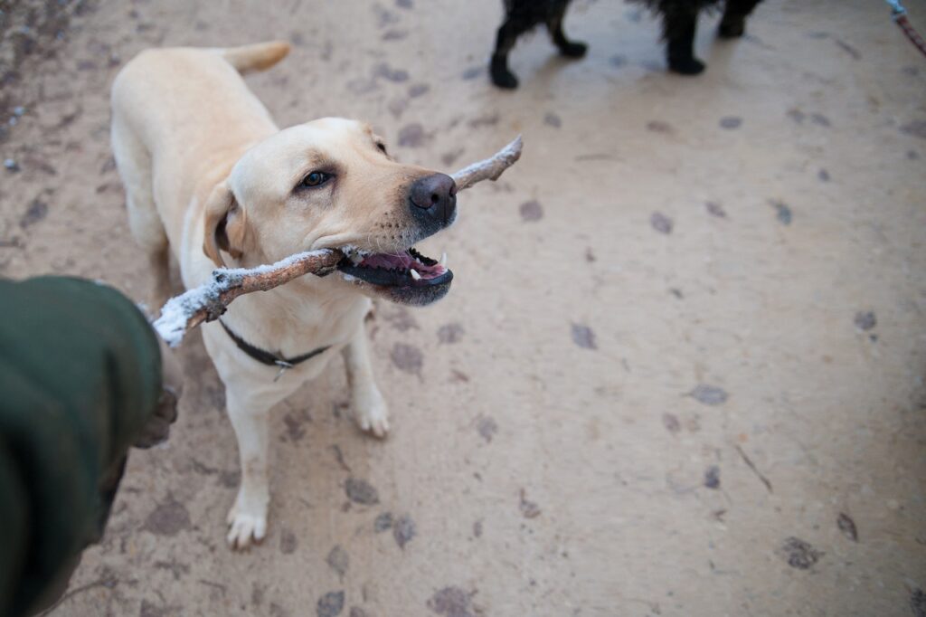 a dog on a beach with a stick in it's mouth